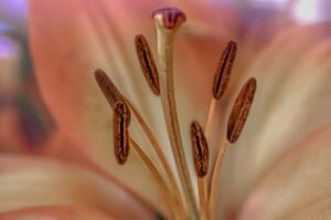 Lily Seeds