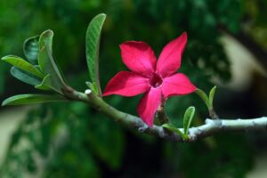 Adenium Flower : Pure Red