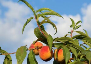 Peach - GardenOnTop