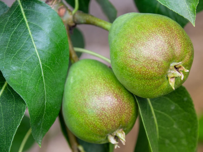pears-1