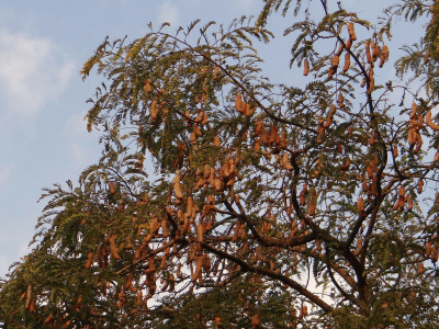 tamarind-tree-324023_1280