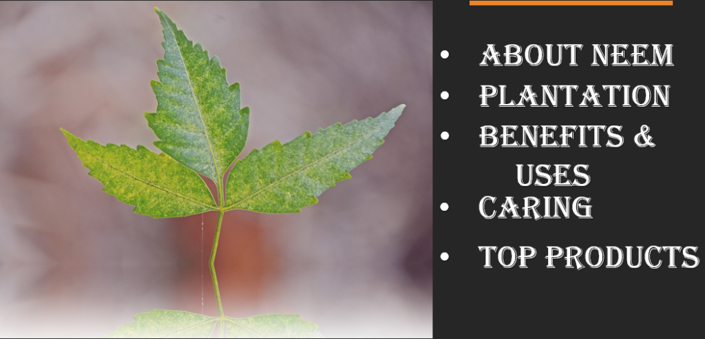 You Don’t Know Benefits & Uses of Neem Tree