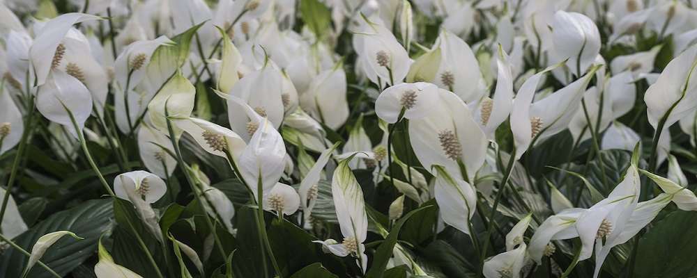 Amazing Trick to Plant Peace lilies at Home and Garden