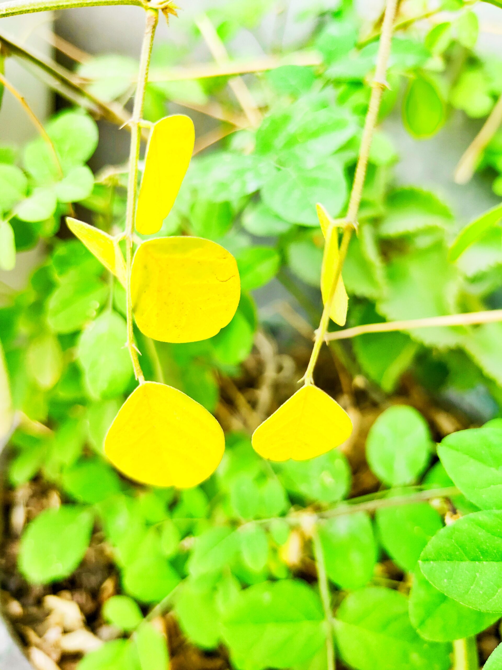 Aparajita-Plant-with-Yellow-Leaves