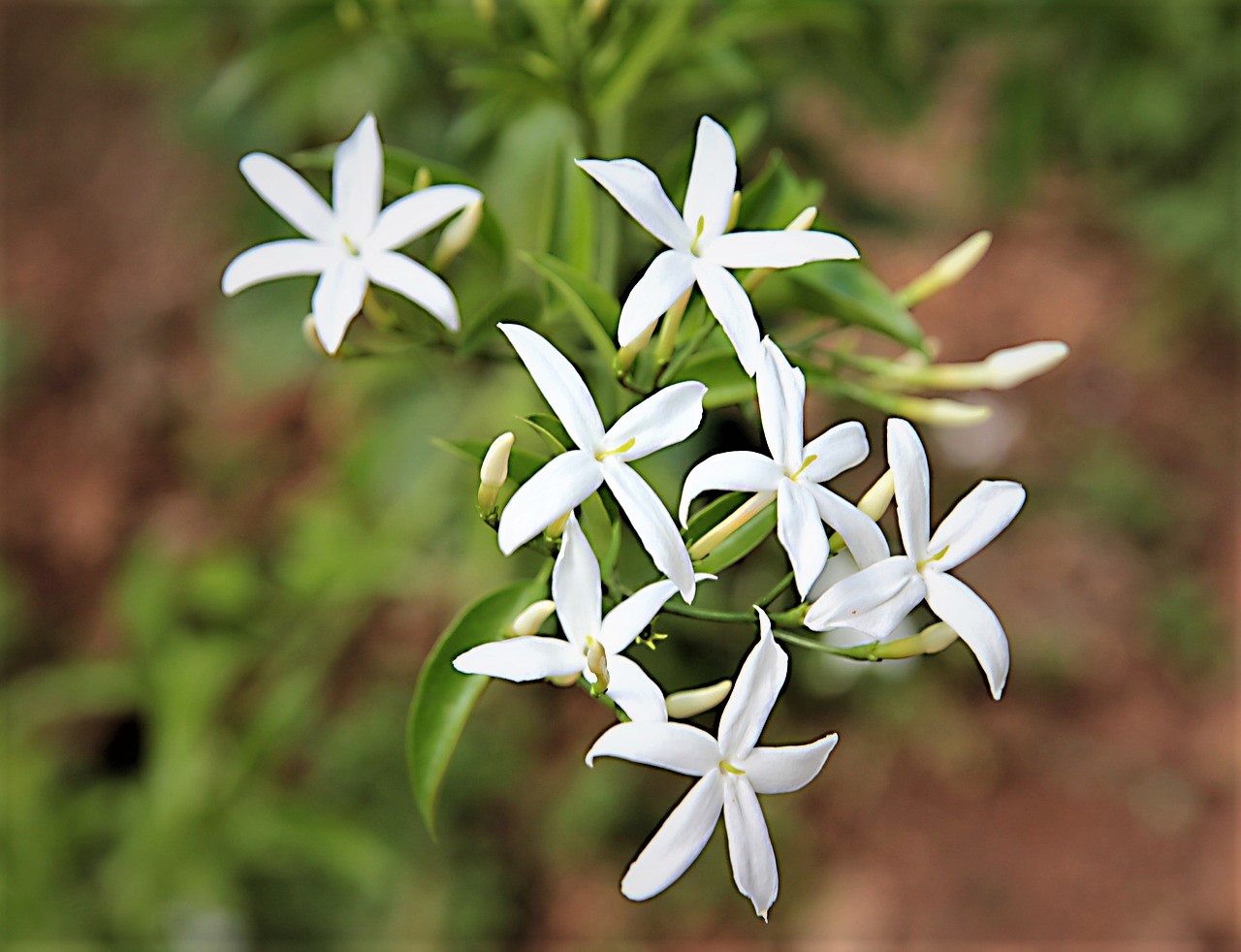 Arbian-Jasmine-with-Flowers - gardenontop