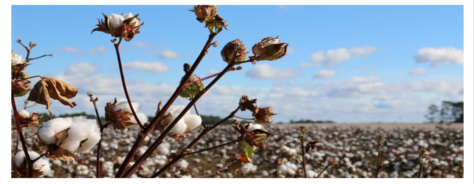 How To Get More Cotton In Cottonwood Tree | Plantation