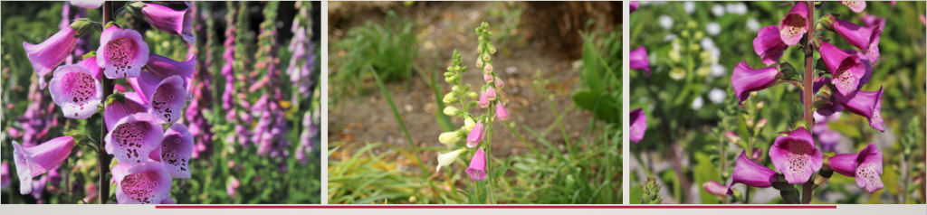 Simple Process to Grow and Propagate Foxglove Plant