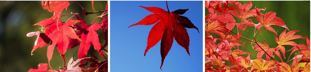 Best Method To Grow Japanese Maple & Benefits in Home