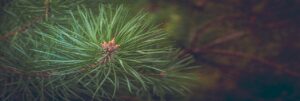 Pine Tree - GardenOnTop