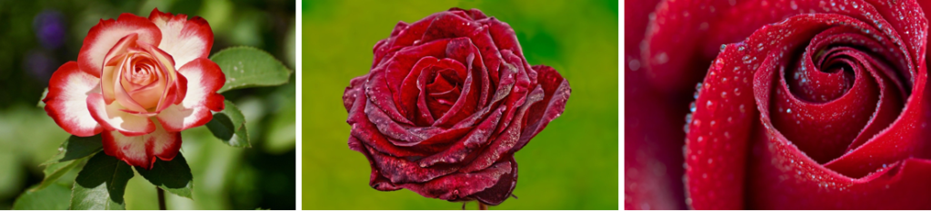 Most Popular Method to Plant Rose Seeds