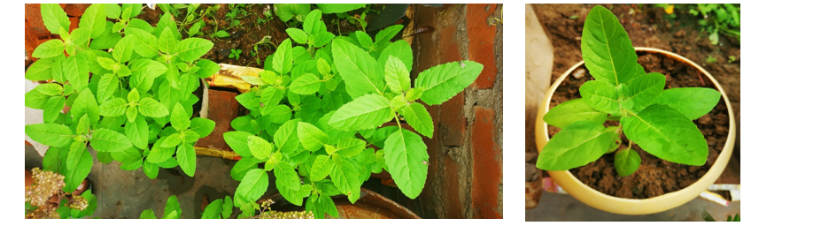 Tulsi – New Importance in Hinduism