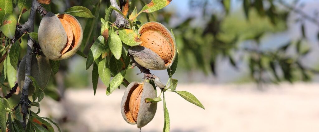 Simple Method to Grow Almond Plants at Home