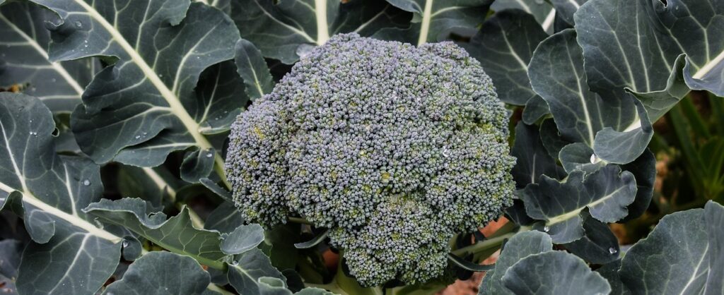 How to Grow Broccoli at Home & Season | Amazing Benefits