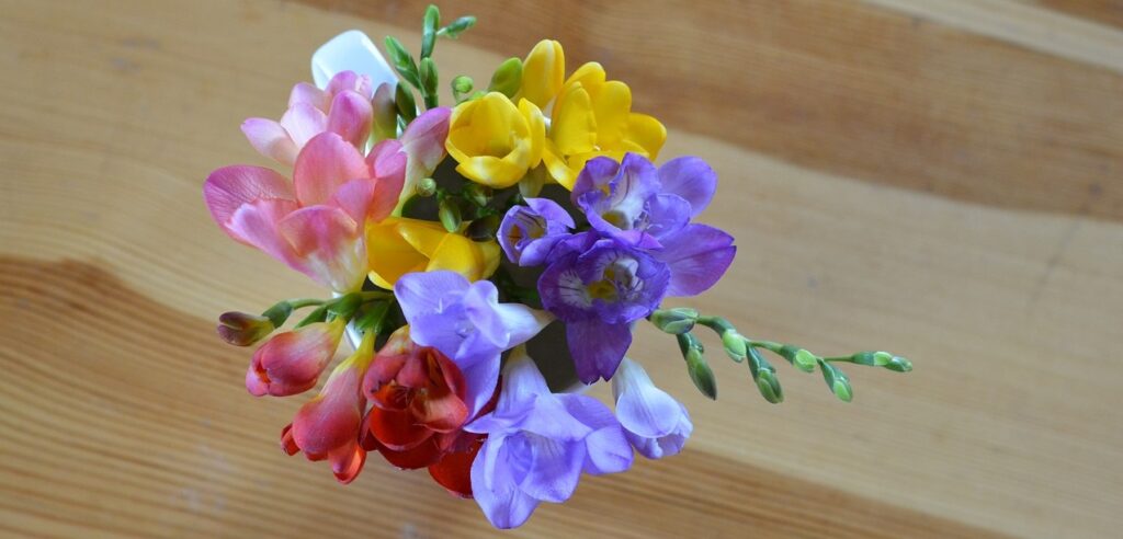 Freesia – How to Plant its Bulbs in Flowerpot