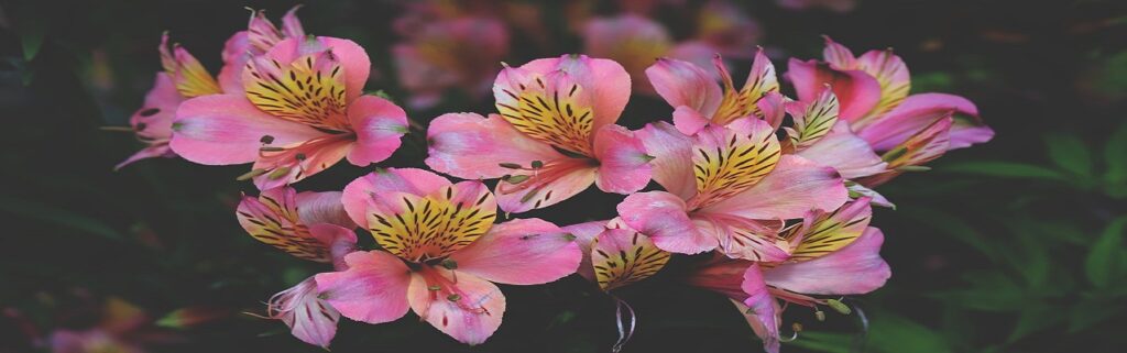 Best Caring Tips for Peruvian Lily at Home | New Caring Tips