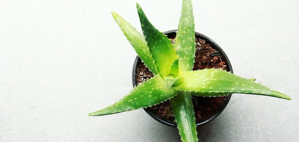 Easiest Way to Grow Aloe Vera at Home, Garden