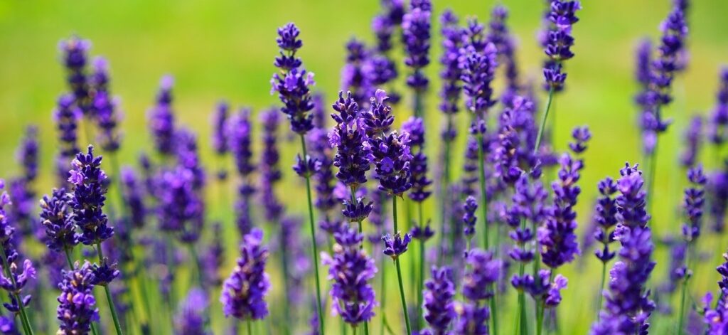 How to Plant Lavender Seeds with 3 Care Tips