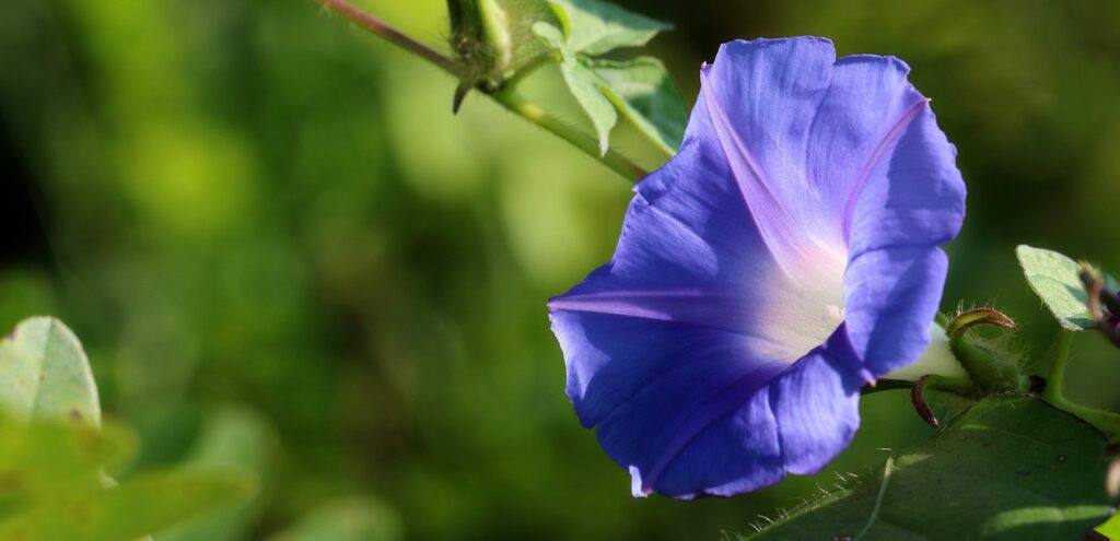 New Way To Plant Morning Glories at Home & Care