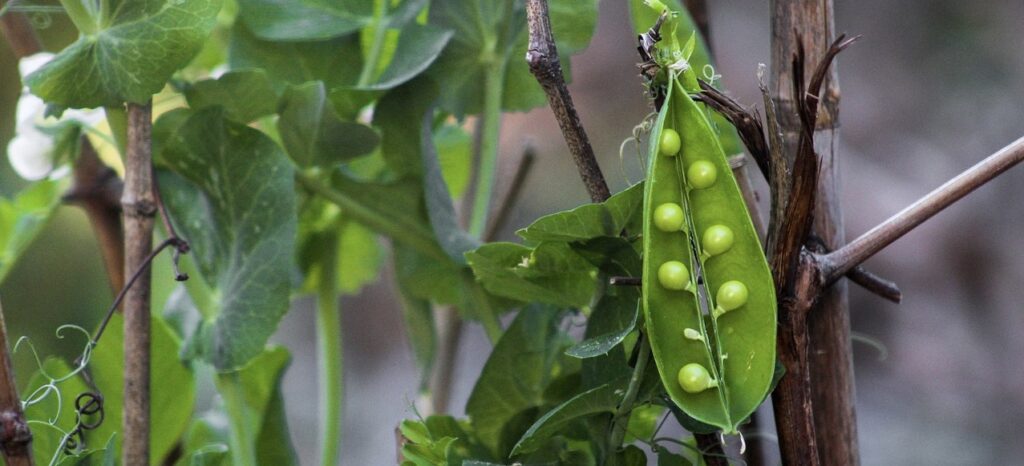 Amazing 5 Caring Tips For Pea Plants & Fertilizer