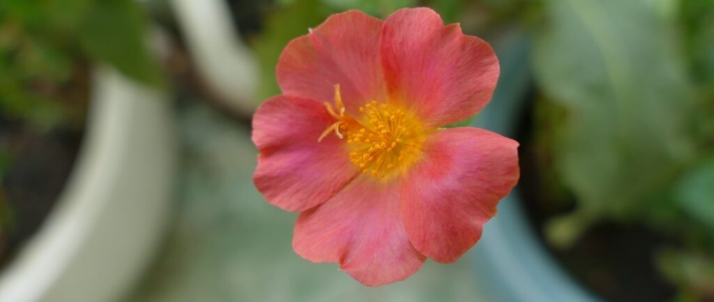 Amazing Tips for Planting Portulaca Grandiflora at Home