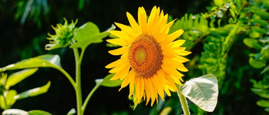 How to Plant Sunflower at Home | Care & Benefits