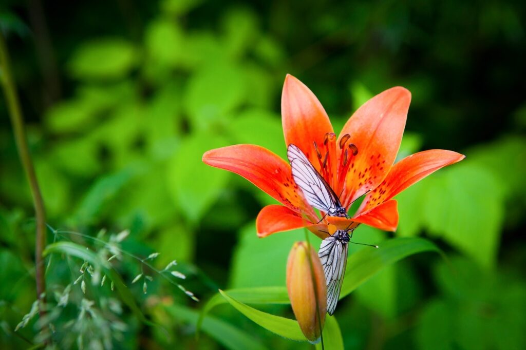 How To Grow Tiger Lily at Home with Fertilizer
