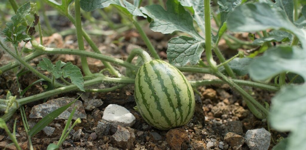 Perfect Way to Plant Watermelon Seeds at Home & Caring Tips