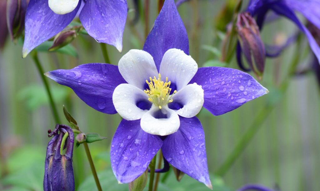 About Columbine | How To Plant And Care | Flowering Season
