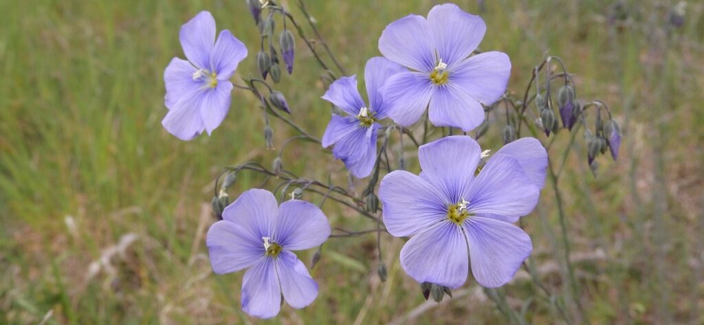 Amazing 5 Caring Tips for Flax Flowering Plants