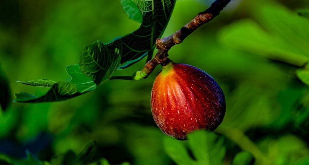 You Don’t Know Top 5 Benefits of Fig (Anjeer)