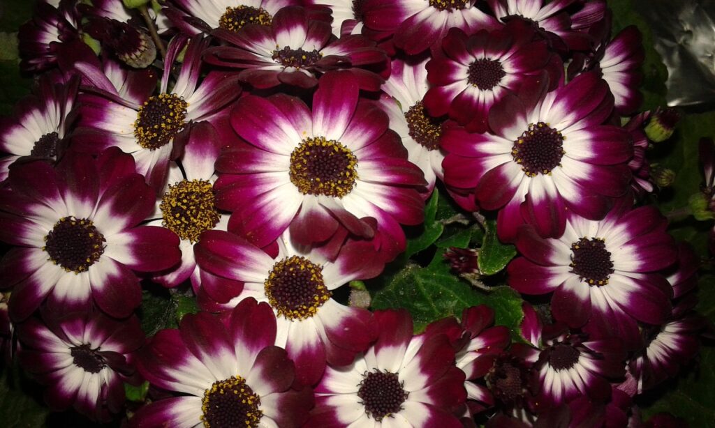New Secrets to Bloom Lots of Flowers in Cineraria Plants
