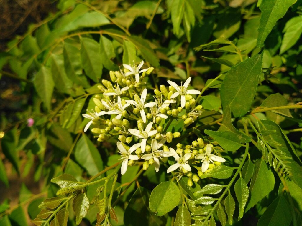 Curry Plant: Popular Way For Plantation