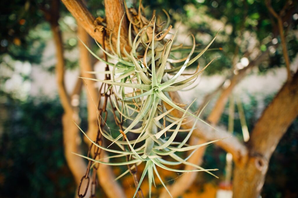 Tillandsia: You Should Know Best Trick For Growing | Caring