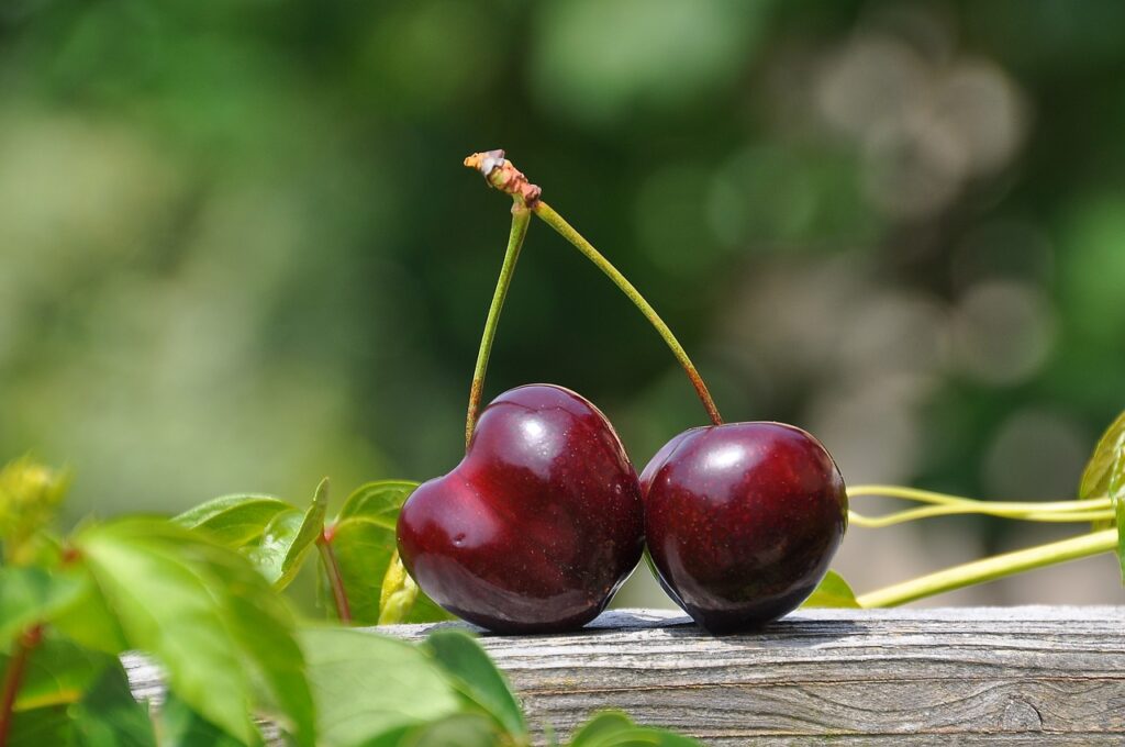 How to Grow Cherry at Terrace, Garden, Home | Caring Tips