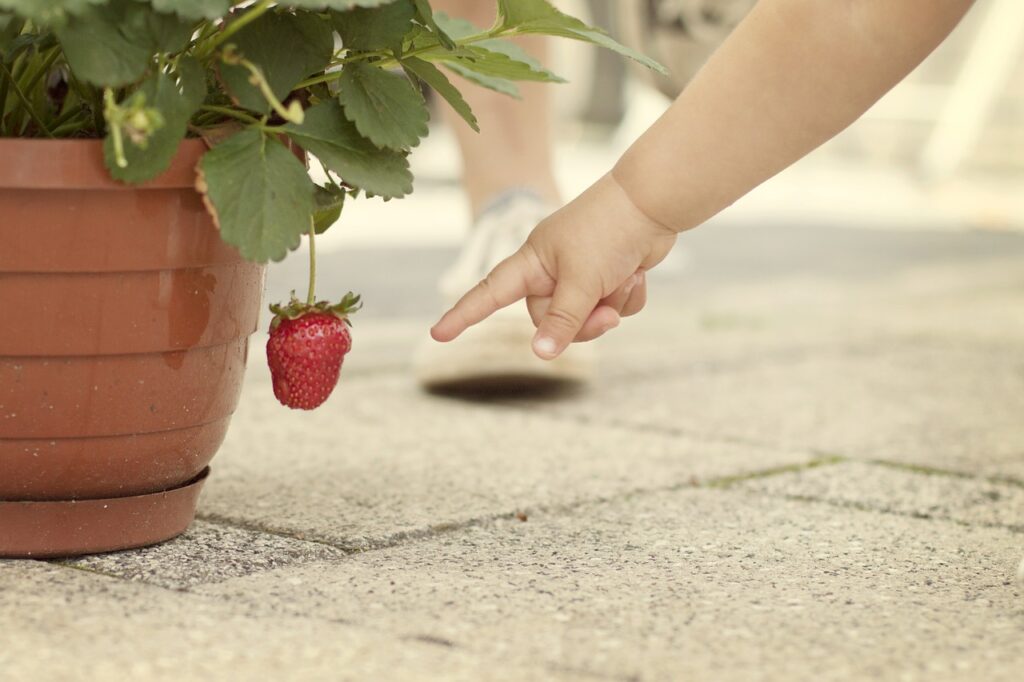 • About Strawberries • How to plant or grow strawberries at home • Top 4 tips for caring strawberry • Why it is beneficial for health? • Blooming time • Harvesting strawberry