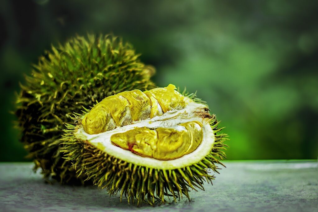 How to Plant Durian Seeds at Home or landscape