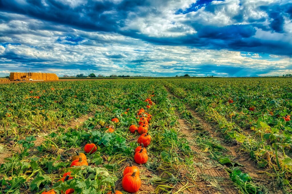 Pumpkins Farming