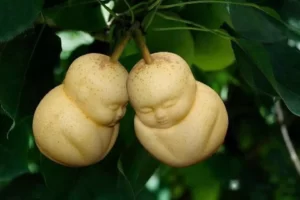Buddha Shapes Pears